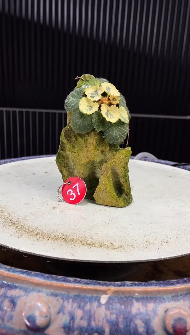 37造型吴定石一物一拍专属