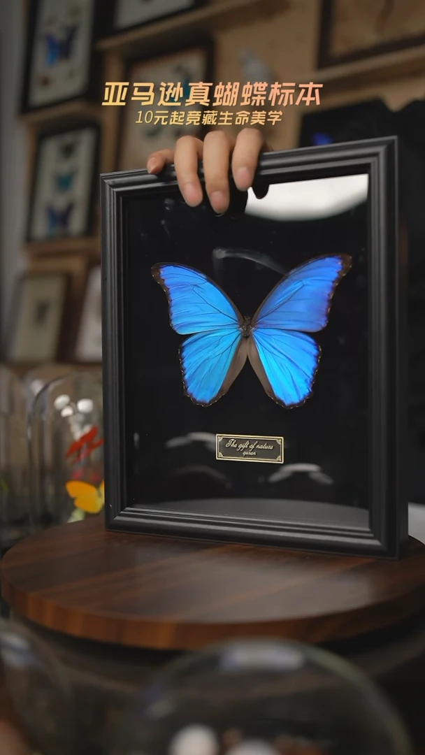 有机玻璃大蓝闪蝶黑绒底版10寸欧式框