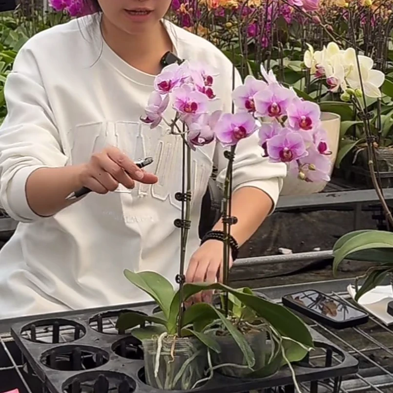 一物一拍 蝴蝶兰 标号：12