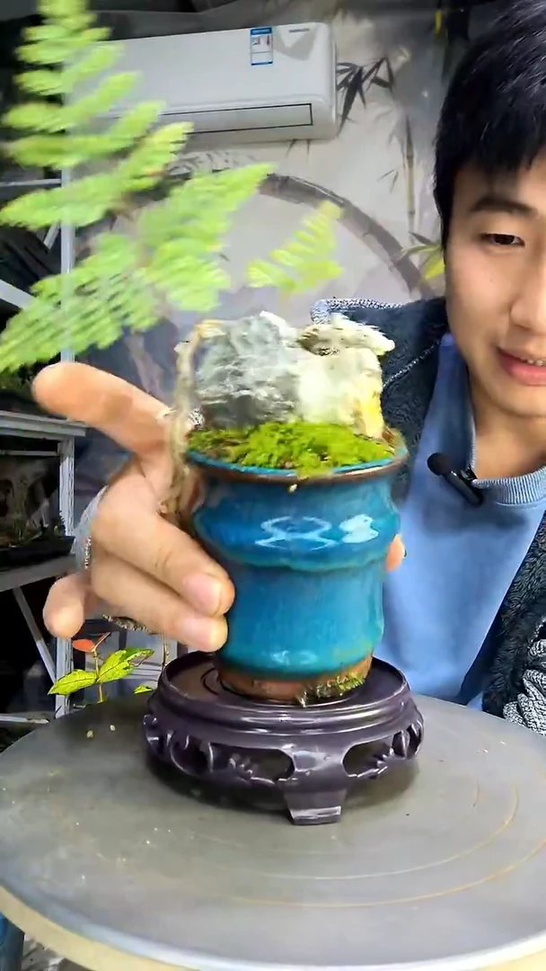 达*艺中青园艺一物一拍467