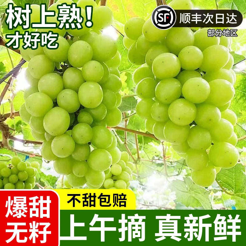 【基地头茬直采】高原阳光玫瑰无籽葡萄晴王新鲜水果顺丰包邮次日达云南省