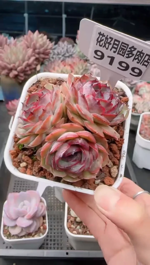 【闪购商品】9199.