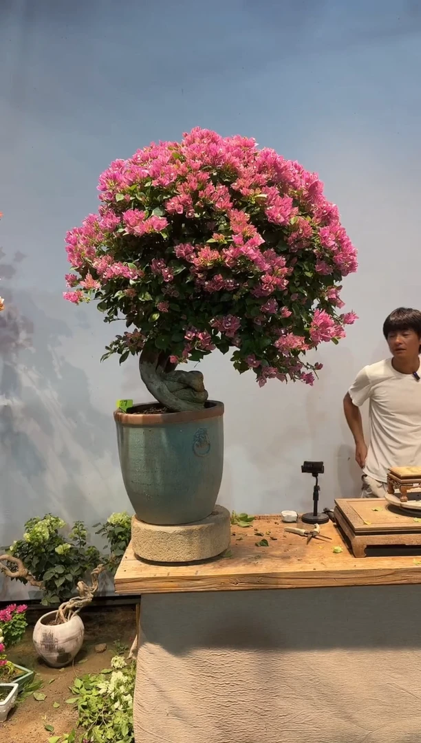 全部花朵就**下三角梅27