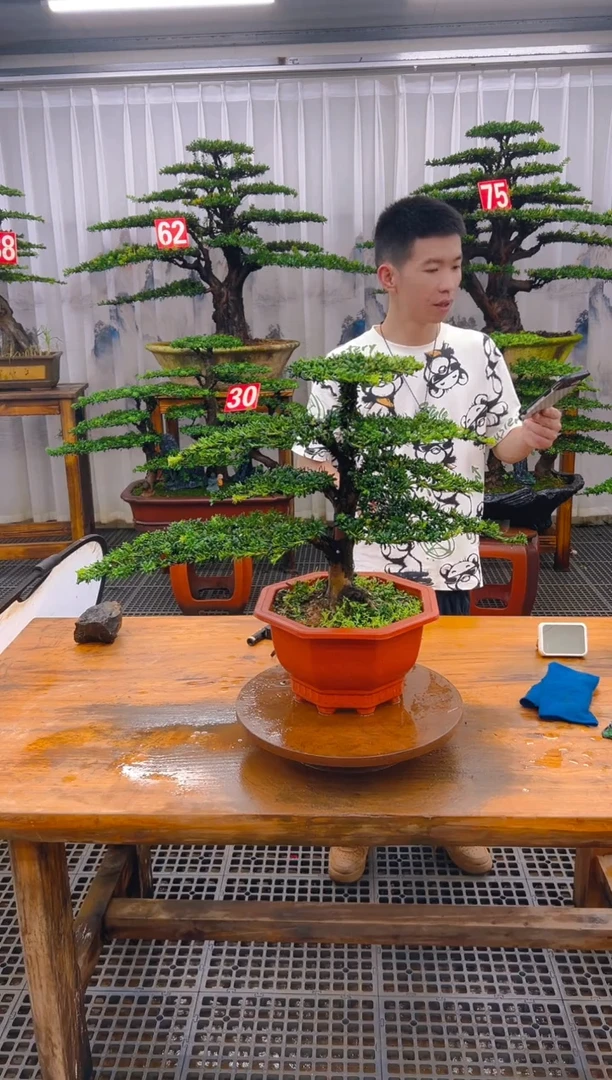无花朵西*精品盆景直播间一物一拍