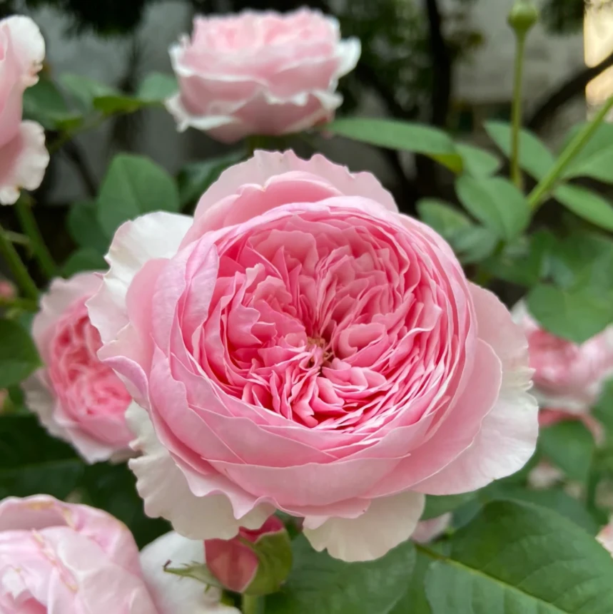 玫瑰大叔 凯丽  浓香丰花耐晒耐雨淋 抗性好长势快 庭院阳台种植