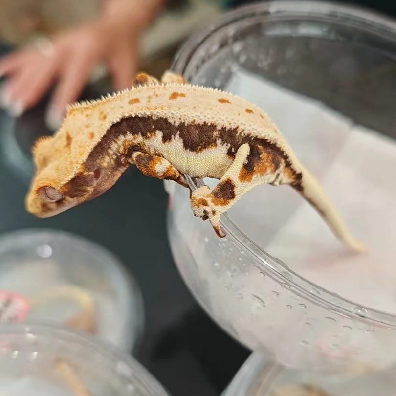 405号睫角守宫黑底熊猫莉莉小亚成