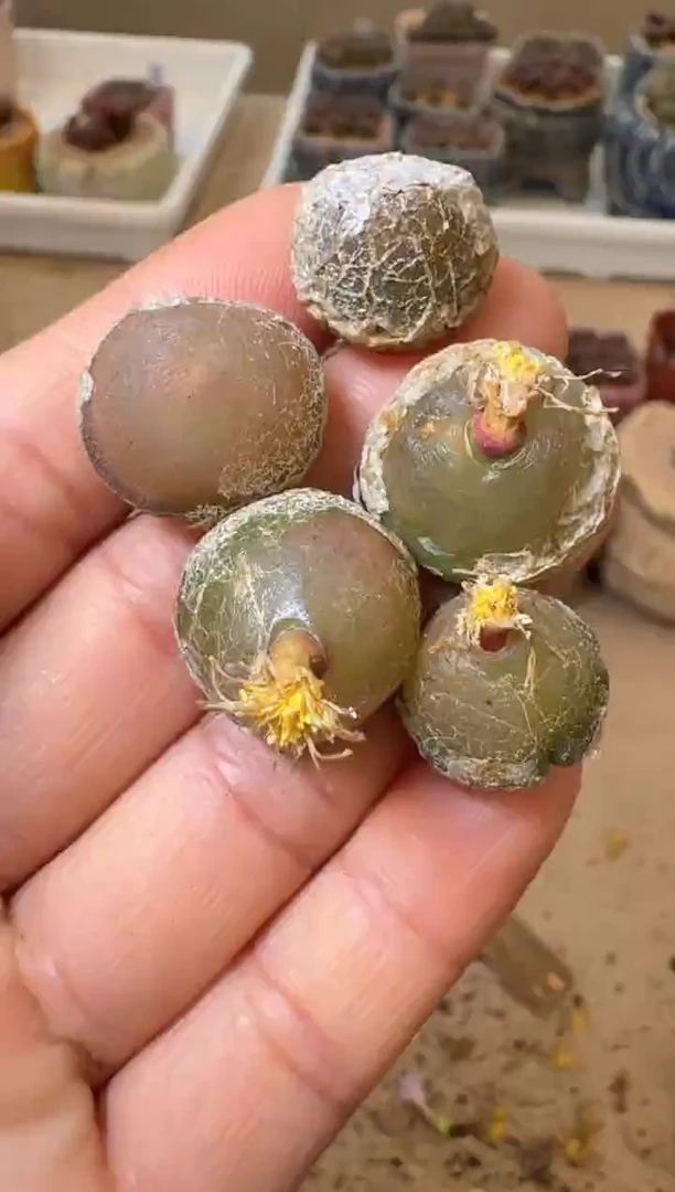 多肉植物肉锥31-26