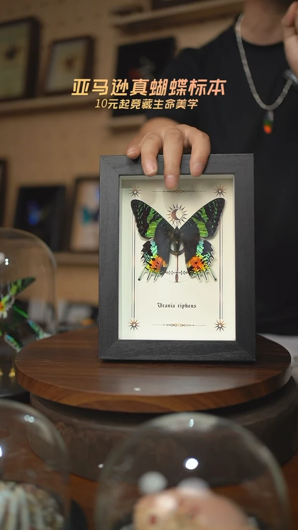 太阳蛾图腾款7寸竖框