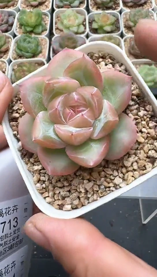 712F云禹多肉植物 默认脱土纸巾打包 3颗包邮