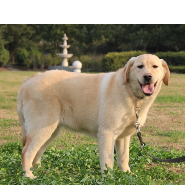 【橘子家拉布拉多】拉布拉多（一物一拍）家庭宠物狗狗活幼犬