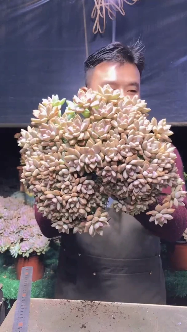 141淡雪缀化一物一拍
