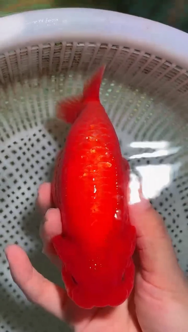 金鱼（运费自理，马印灯照射）福州追鱼兰寿金鱼