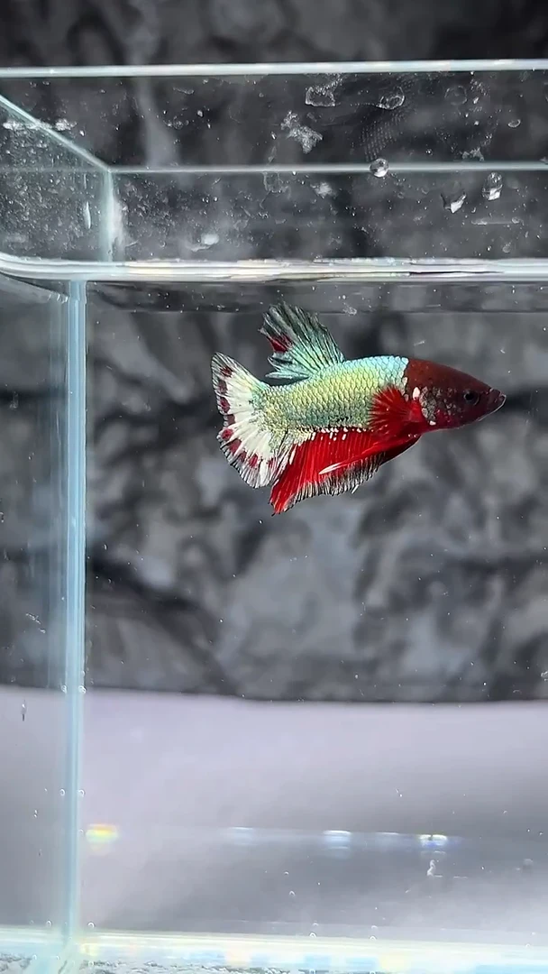 斗鱼竞拍链接A046