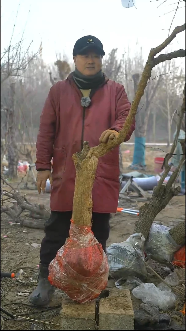 完全开放石榴326