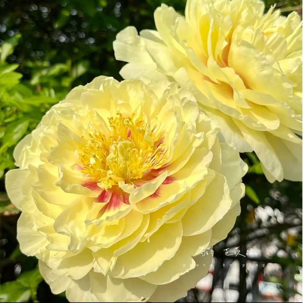 【芭茨拉】芍药裸根 庭院花卉
