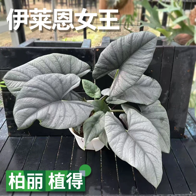 伊莱恩女王海芋赤道翡翠星云海芋室内客厅好养观叶植物盆栽绿植物