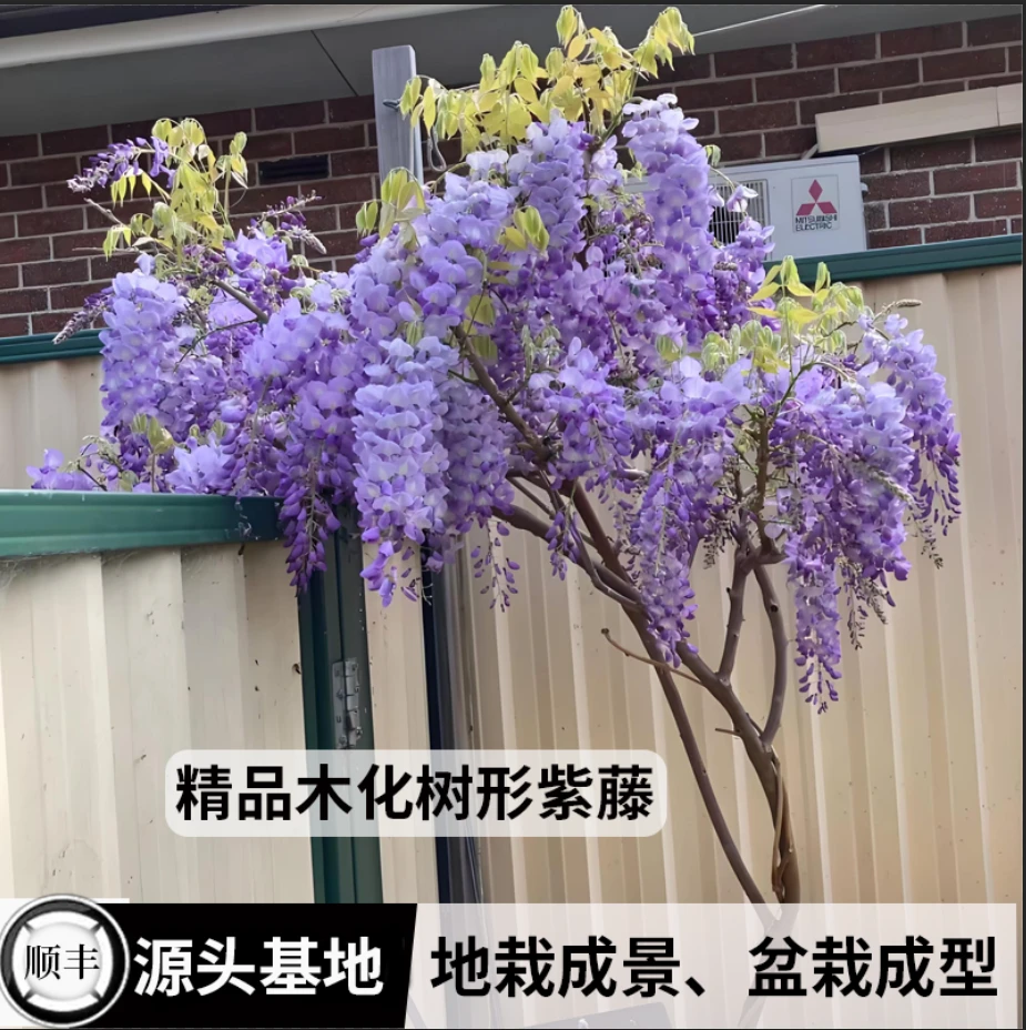 【麷花】紫藤花走廊庭院楼顶阳台围栏爬墙藤蔓植物盆地栽多季节开花