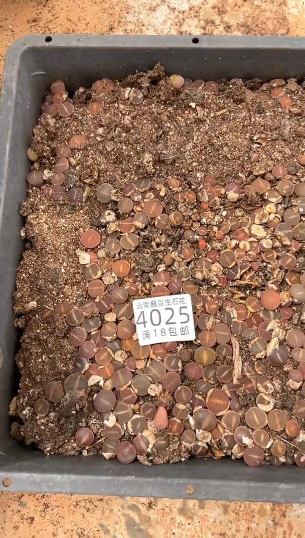 4025特价日轮玉框有疤瑕疵带土不带盆发货1/2一半