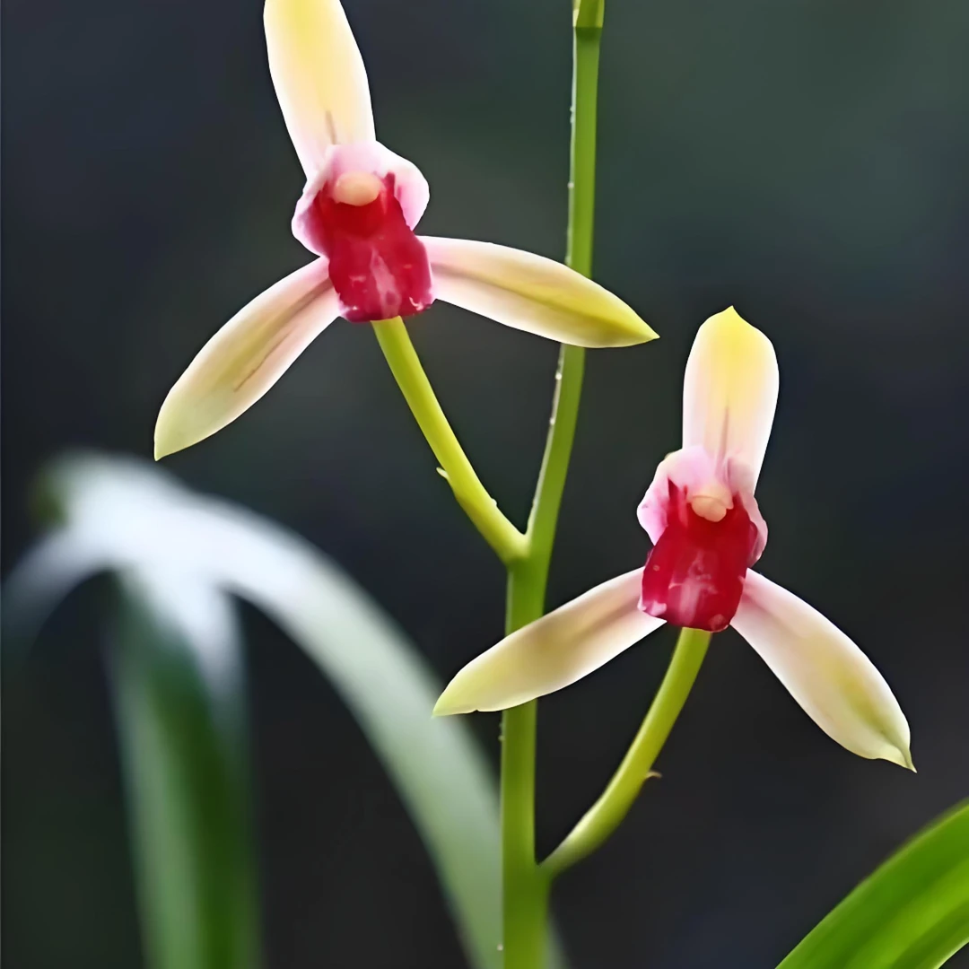 建兰【秋水伊人】 浓香型  花期6-11月份