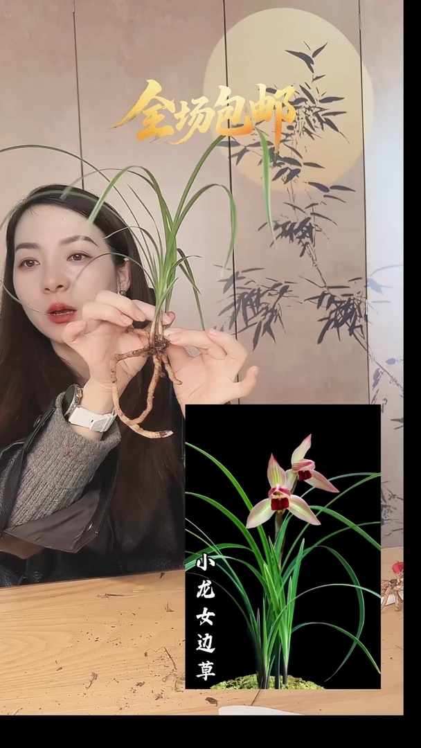 当前无花栽培后可以开花：小龙女边草