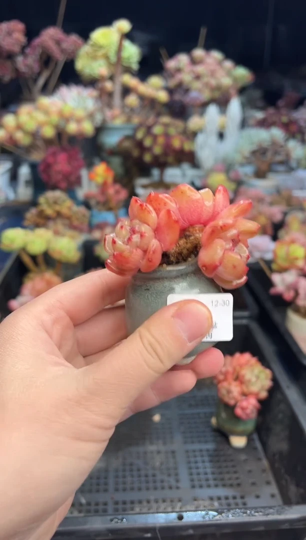 【闪购商品】78不带盆