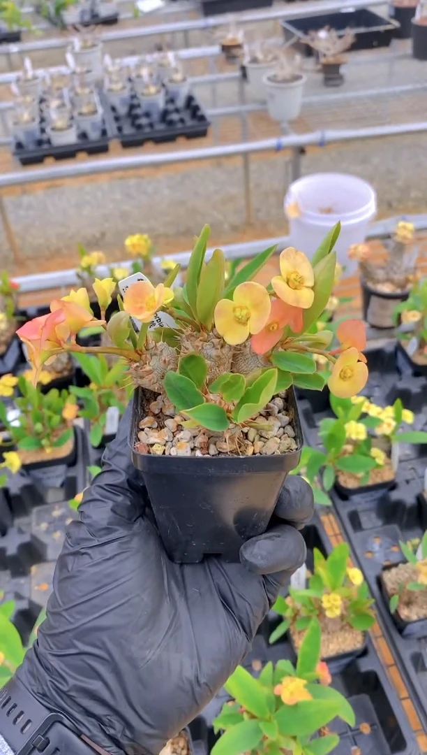 【闪购商品】美花大戟FB-1352