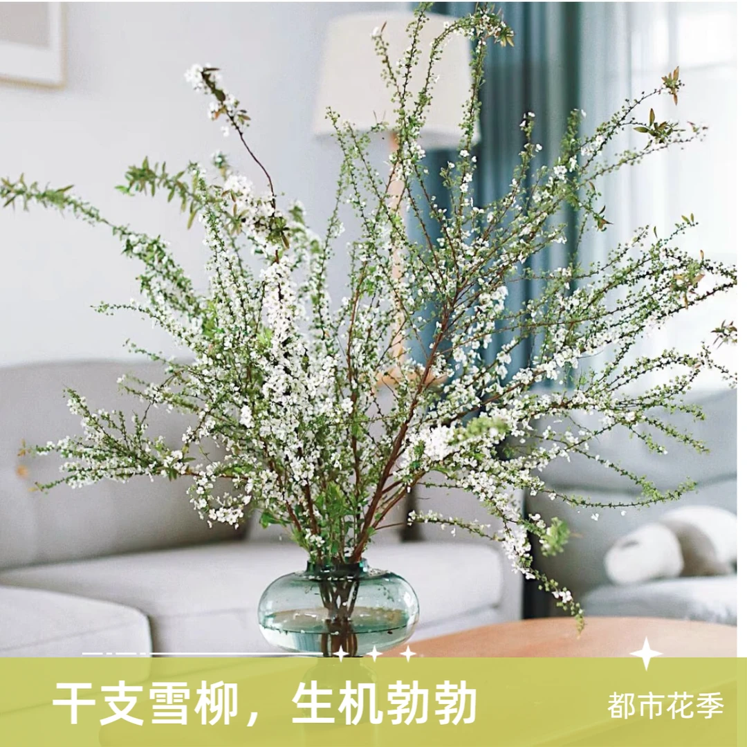 【1-1.2米雪柳】全场任意两单顺丰包邮广东省福建省浙江温州次日达