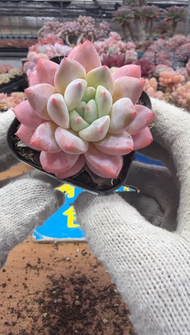 东云多肉园三店-134