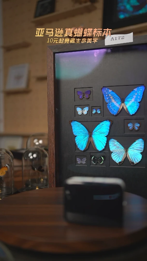 有机玻璃蝴蝶标本定制