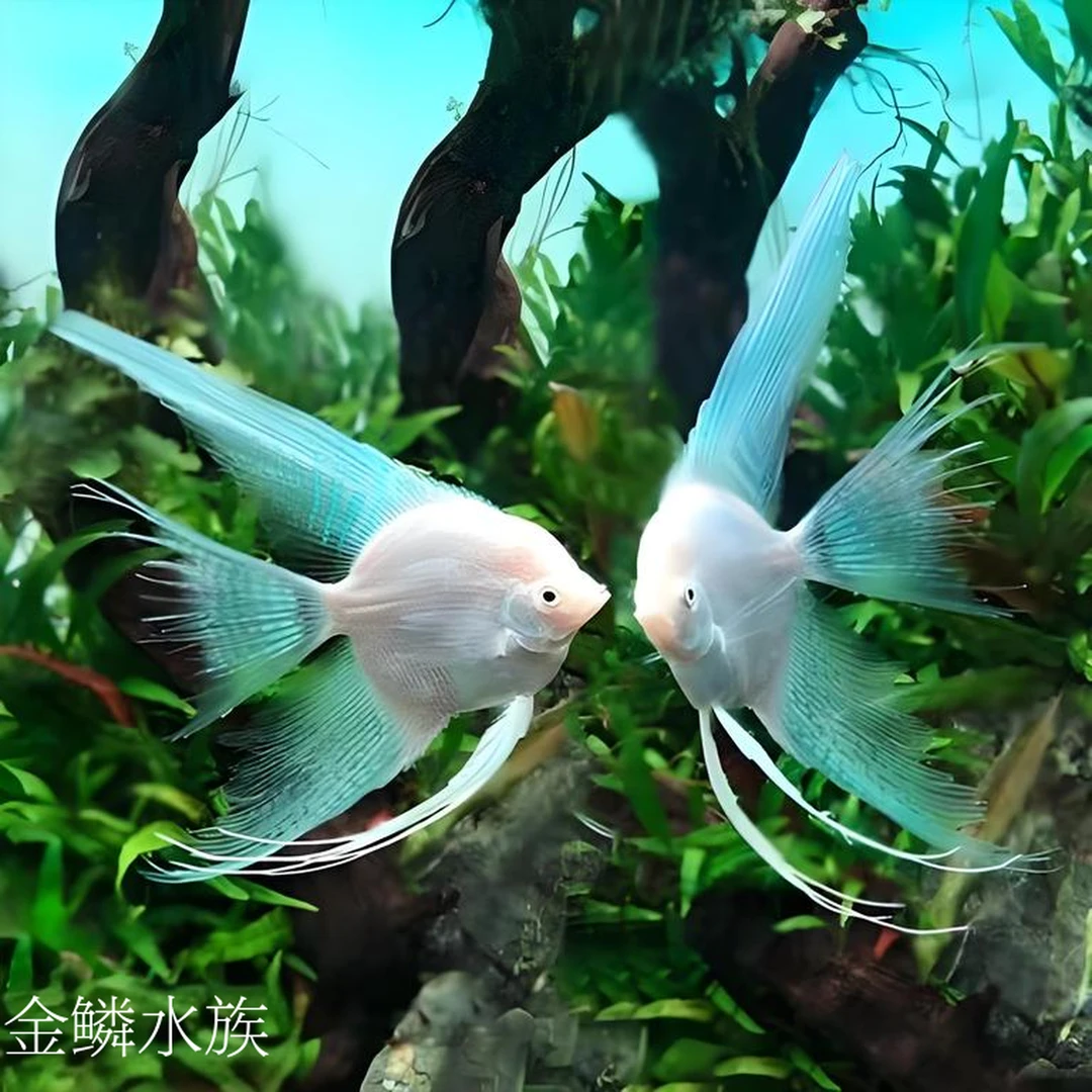 雪燕长鳍长尾神仙鱼热带鱼观赏鱼