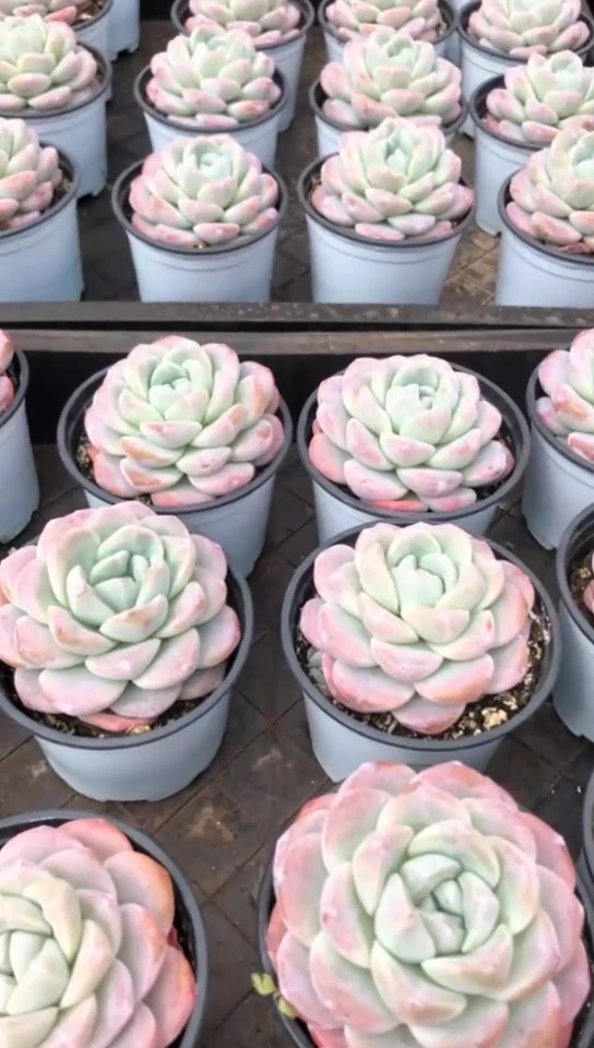 【闪购商品】单头冰玉3颗9.9米