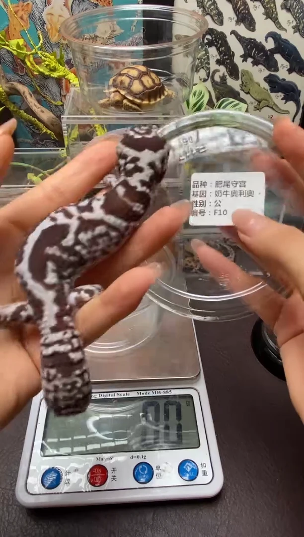 肥尾守宫鳞与尾 Scale Tail 爬宠F10