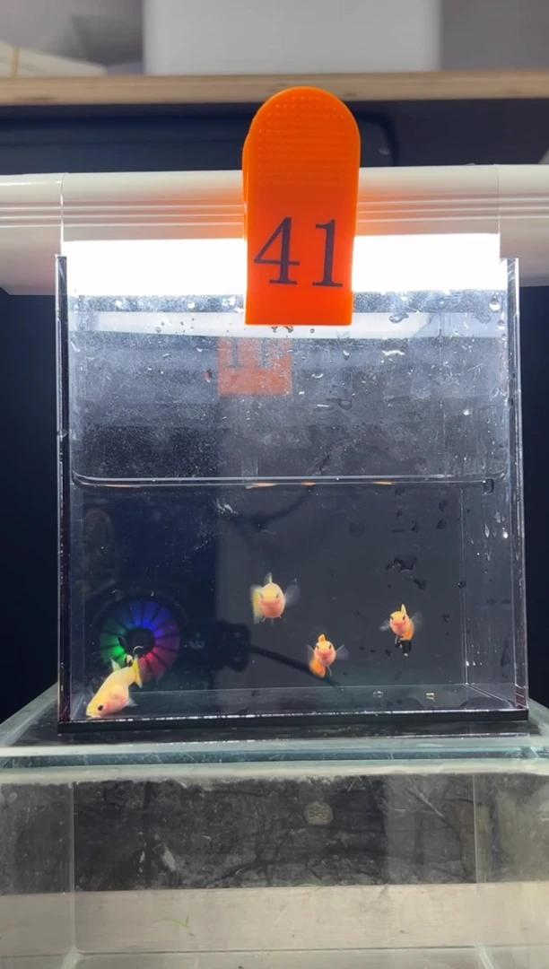 孔雀鱼皇家日落普通体编号41
