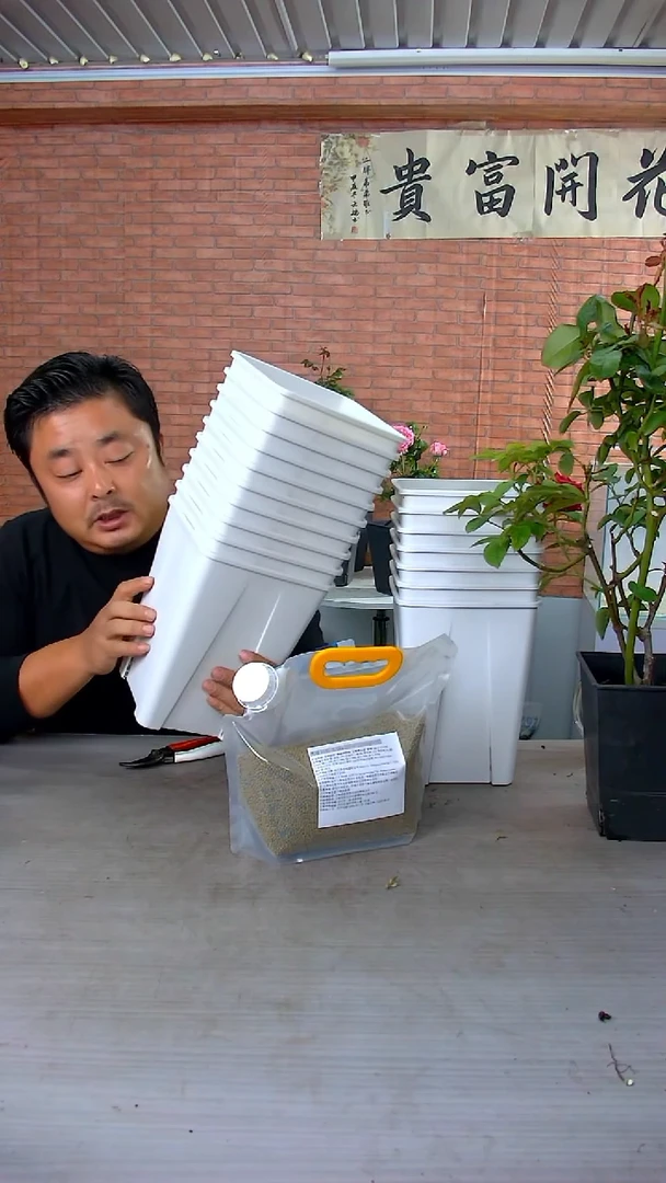 当前无花朵，栽培后可花朵6.5L花盆10个