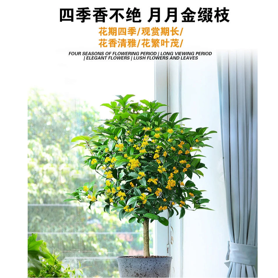 精品四季桂花树 夏日专供超大土球袋苗四季桂适合庭院室内室外