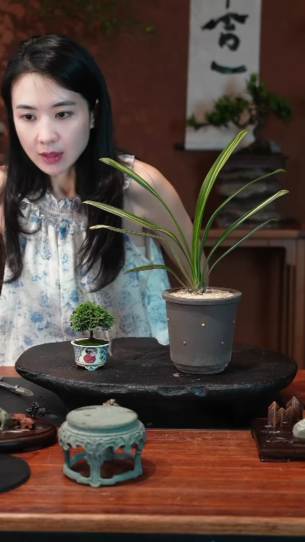 无花朵君子兰盆景盆景盆景