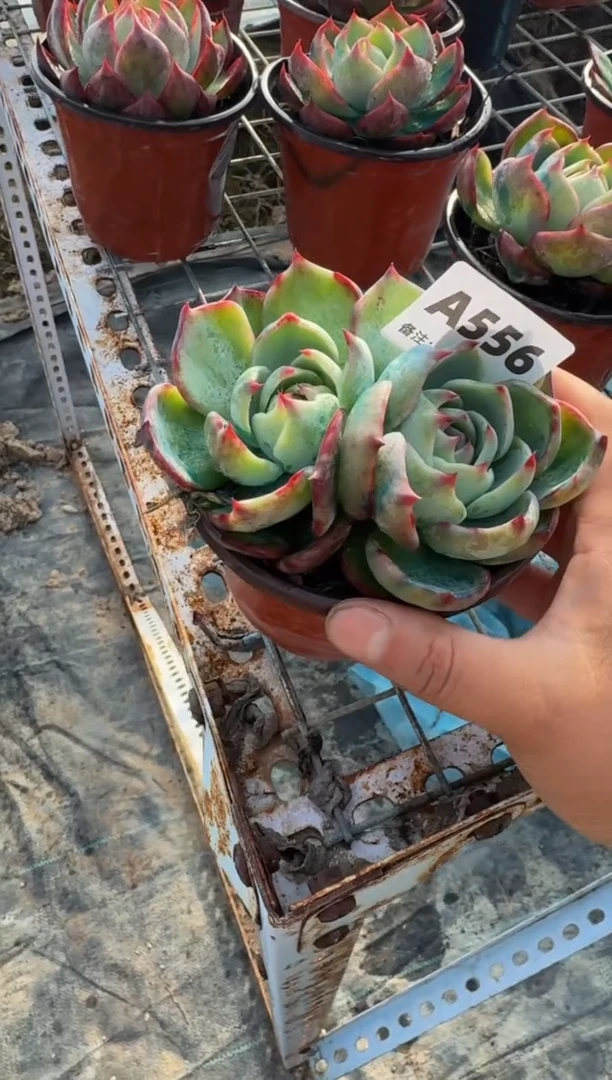 【闪购商品】A556惊鸿仙子（裸根发货）（不包整）