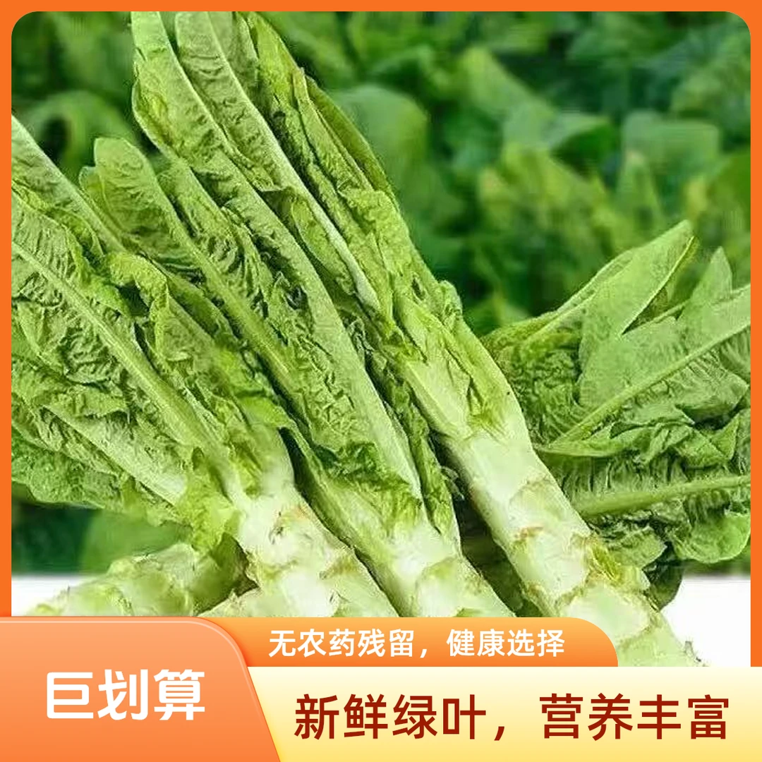 湖南农家露天莴笋