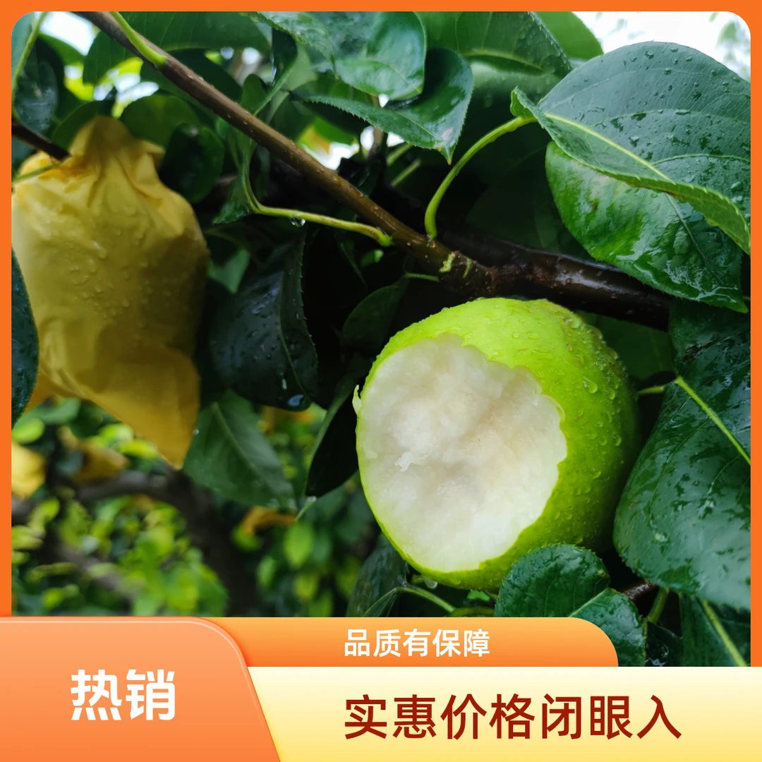 砀山青皮翠冠梨夏季酥脆梨脆甜多汁新鲜采摘水果