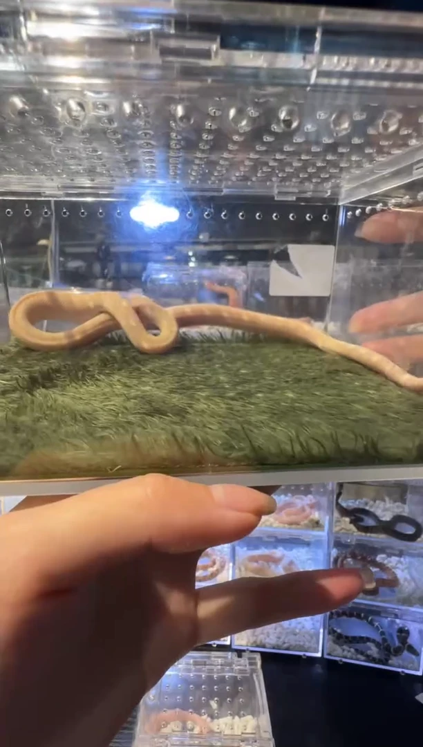 雨林蝎精品牛蛇白边1280