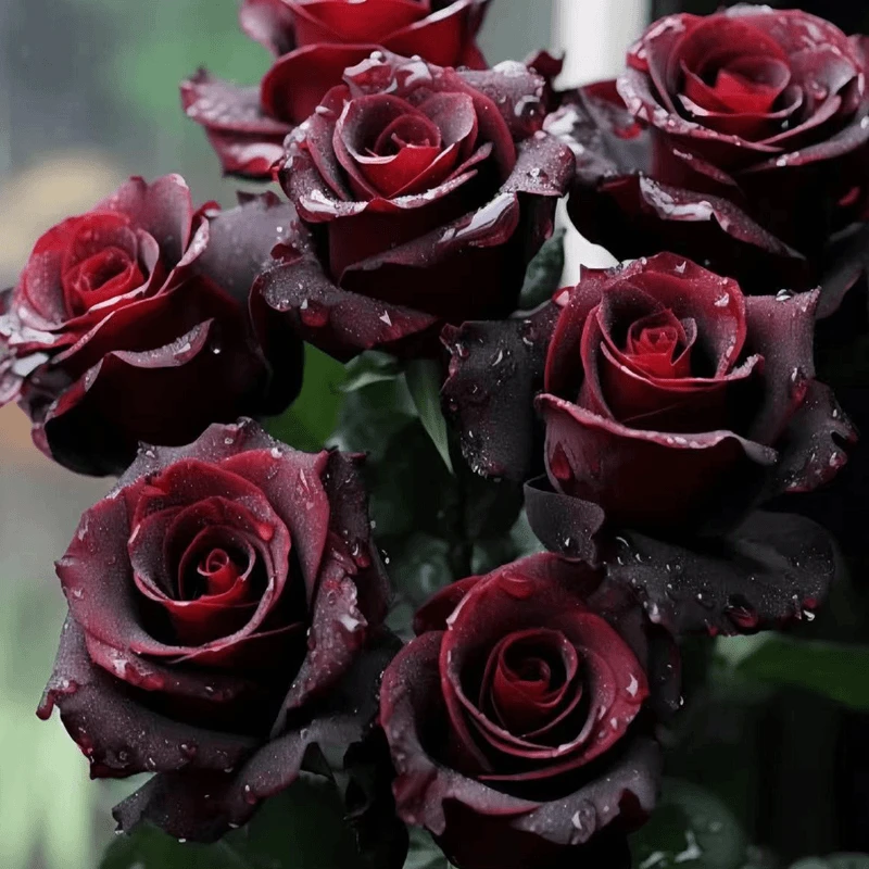 黑巴克玫瑰月季花盆栽老桩大苗丝绒暗红色四季开阳台庭院花卉绿植