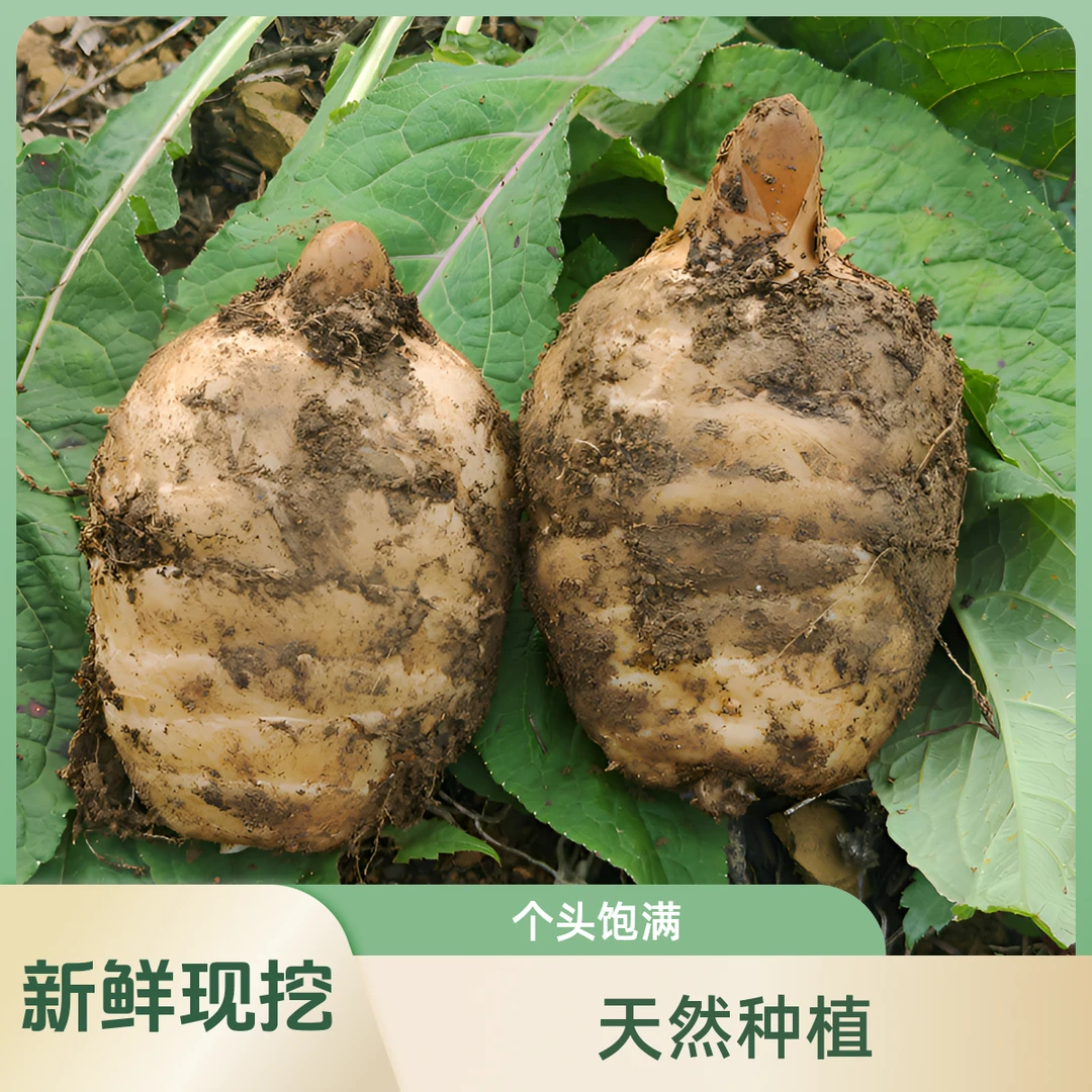 【贵州天麻】贵州高海拔新鲜林下仿野生天麻煲汤食材