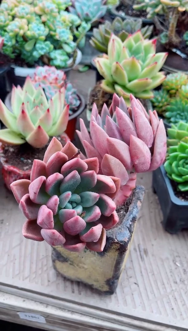 昕*26108多肉植物一物一拍