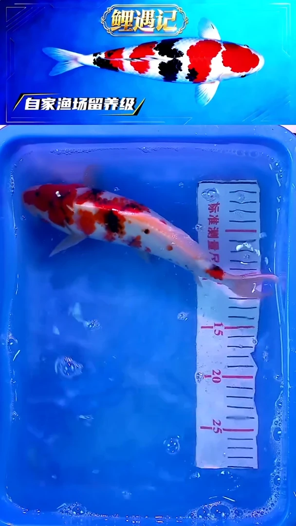 锦鲤12月24日锦鲤44