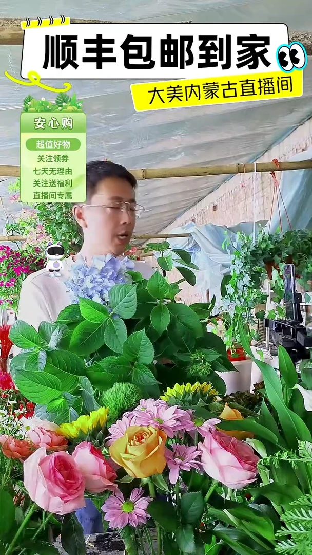 完全开放八仙绣球