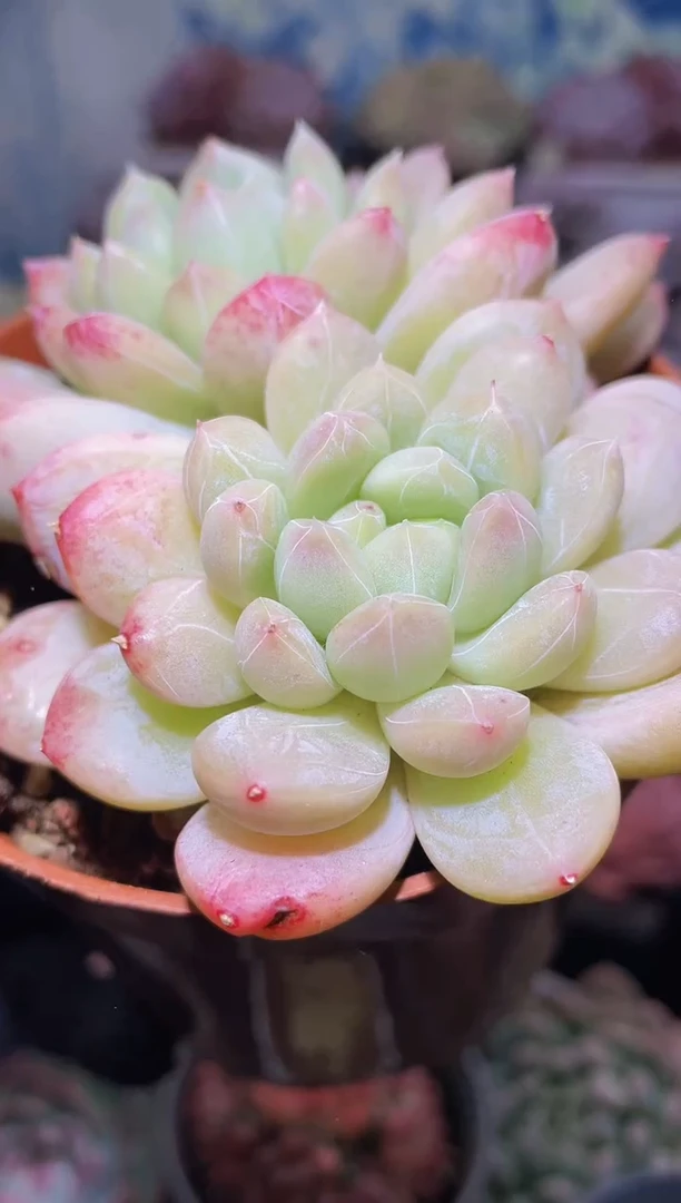 【闪购商品】288百达翡翠