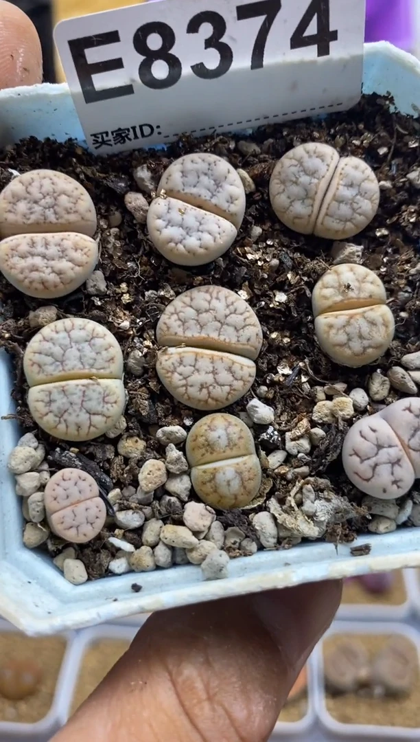 8374开播福利一物一拍