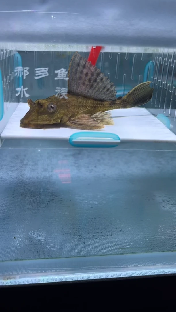 清道夫Z**N10+不包入缸损118