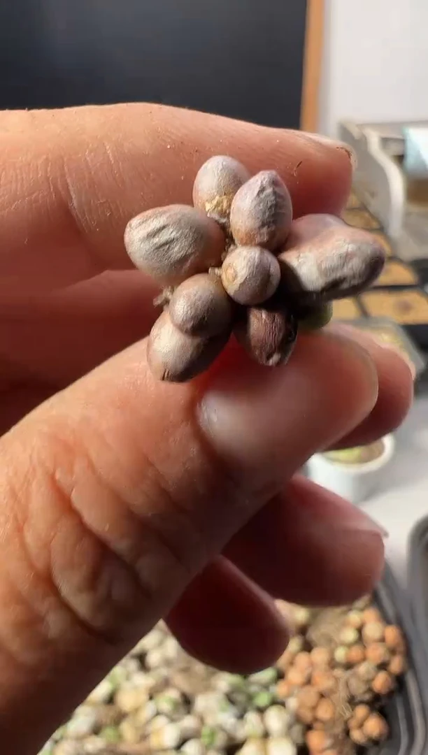 一物一拍          846