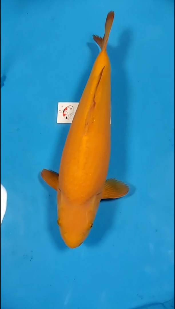 锦鲤【251216-21】龙芥 39公分 不详 (海怡)寄养至26年5月